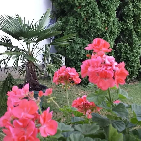 Anna Vendeghaz B&B Seghedin